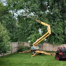 Best Tree Mulching  in Aberdeen, OH