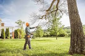 Best Fruit Tree Pruning  in Aberdeen, OH