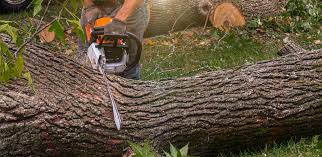 Best Tree Removal  in Aberdeen, OH