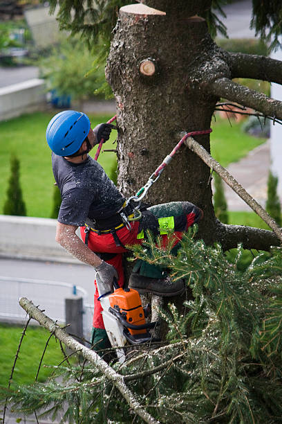 Best Stump Grinding and Removal  in Aberdeen, OH