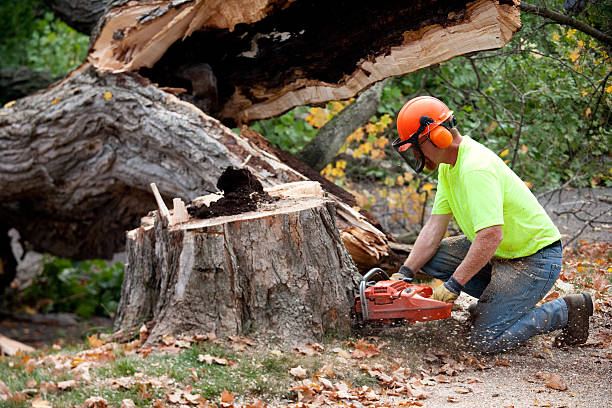 Best Tree Cabling and Bracing  in Aberdeen, OH