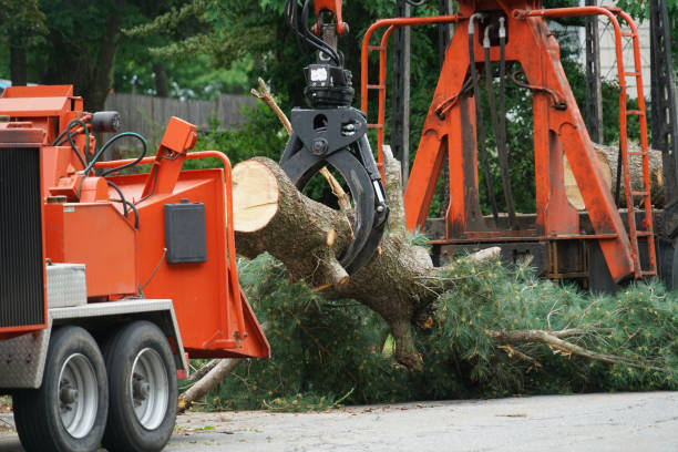 Best Leaf Removal  in Aberdeen, OH