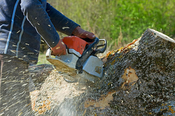 Best Emergency Tree Removal  in Aberdeen, OH